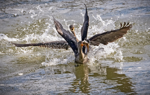 Cormorant Food Fight