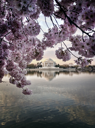 Jefferson Memorial-Cherry Blossoms