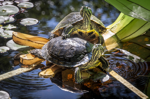 Pond Slider Turtles