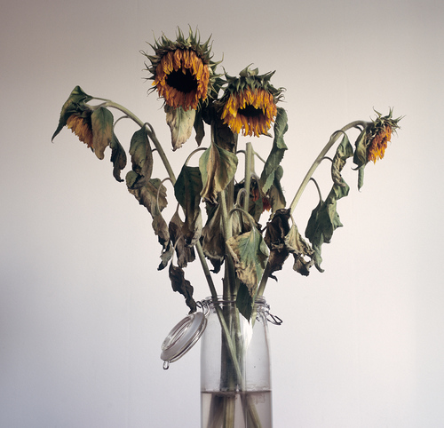 Wilted Sunflowers