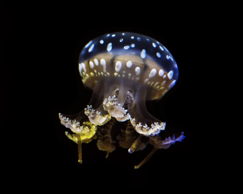 Jellyfish (2)