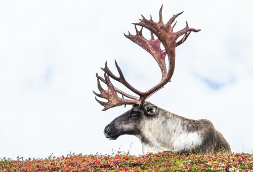 Caribou in Red