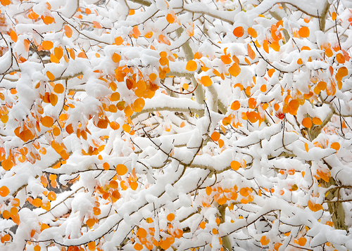 Aspen Leaves and Snow