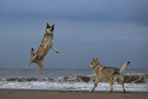 Wolfdog sportive high jump