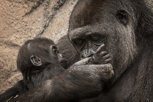 Gorillas Mother's Care