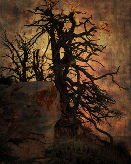 Between a Rock and a Hard Place Color Awards Winners and Nominees