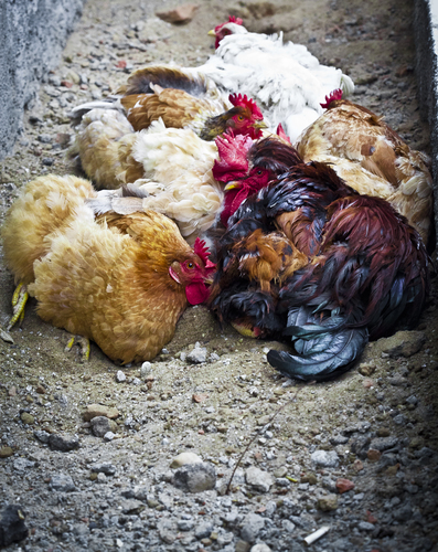 Chickens dust bath