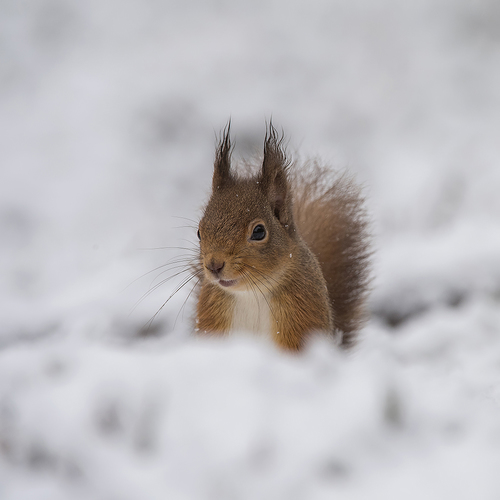 Endangered UK Red Squirrel