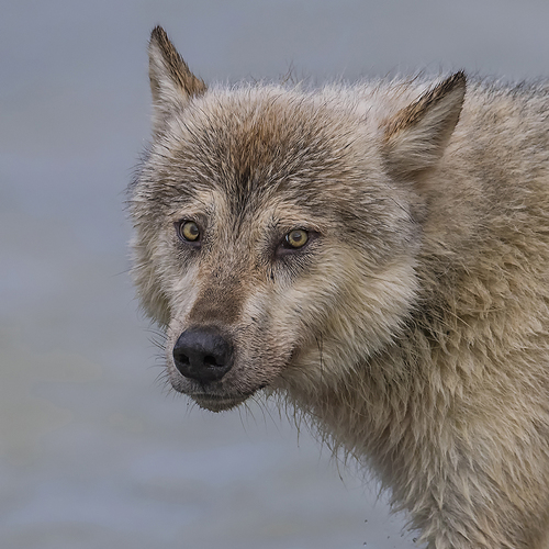 Alaskan Sea Wolf