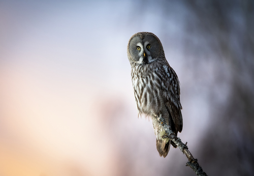 Sunset owl