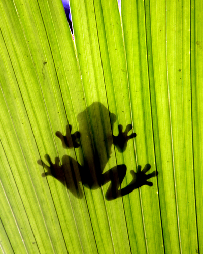 Frog Shadow