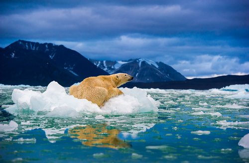 Polar bear on a melting ice floe in Arctic summer night Polar bear on a melting ice floe in Arctic summer night