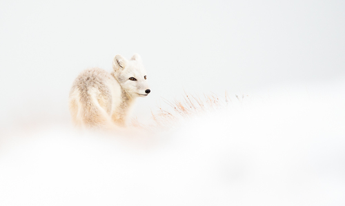 Arctic fox in snow