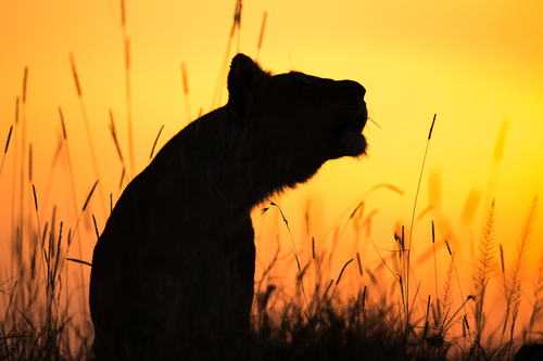 Lioness at Sunrise
