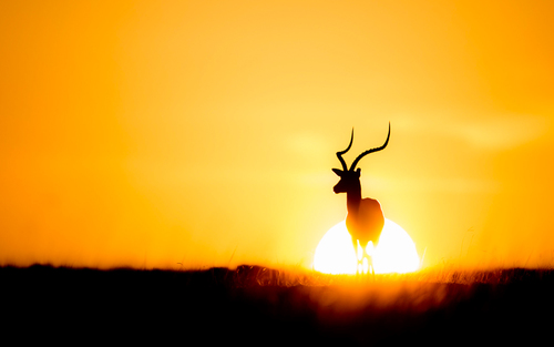 Impala at Sunrise