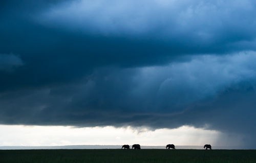 Elephants Under Skies of Thunder
