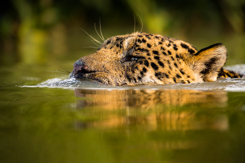 Swimming jaguar