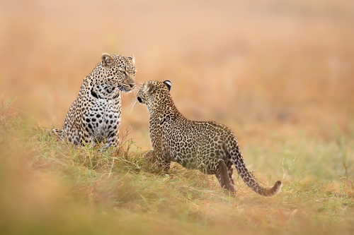 The Leopard meeting