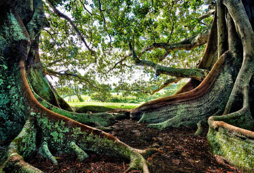 Norfolk Island ficus trees