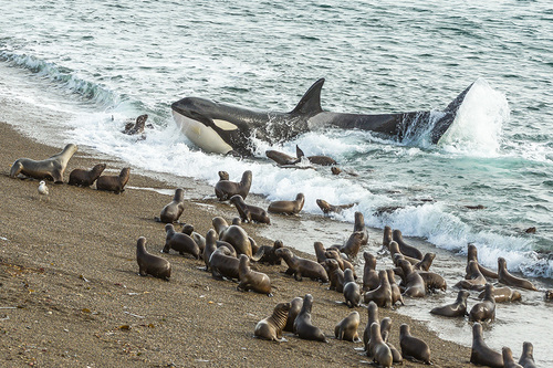 Killer Whale Beach Attack