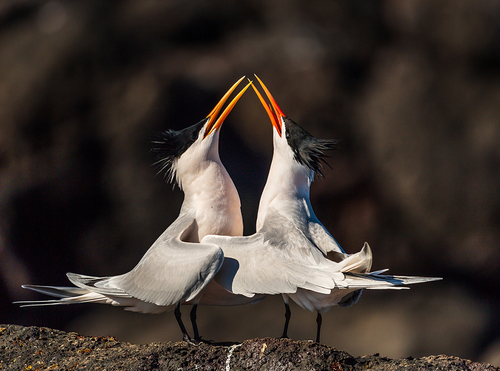 Elegant Terns Mating Ritual