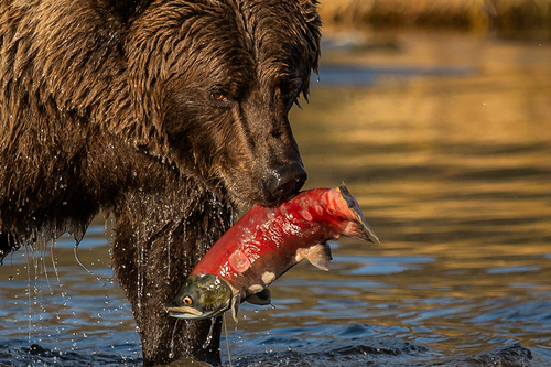 Brown Bear with Sockeye Salmon