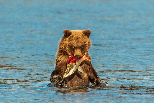 Brown Bear Cub with Salmon