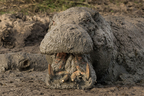 Hippo Mud Bath