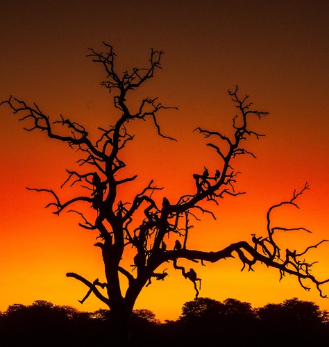Sunset Baboon Tree