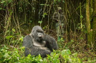 Protecting Mountain Gorillas Color Awards Winners and Nominees
