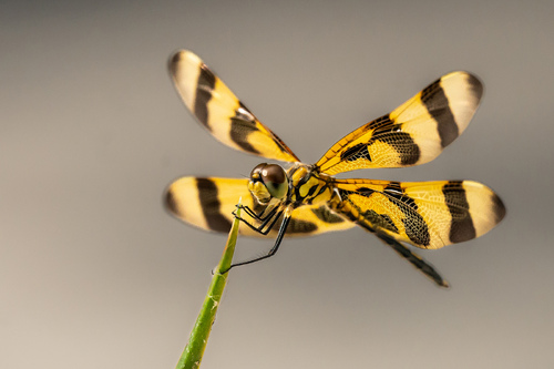 Halloween Pennant Dragonfly Halloween Pennant Dragonfly