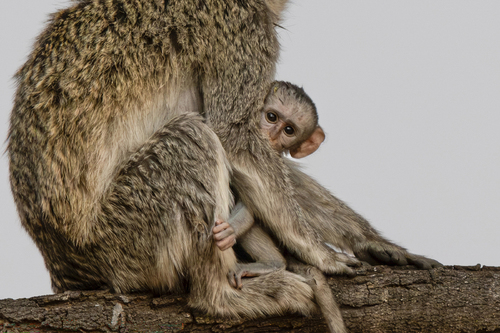 Vervet Monkey Baby Vervet Monkey Baby