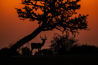 Impala Sunset Color Awards Winners and Nominees