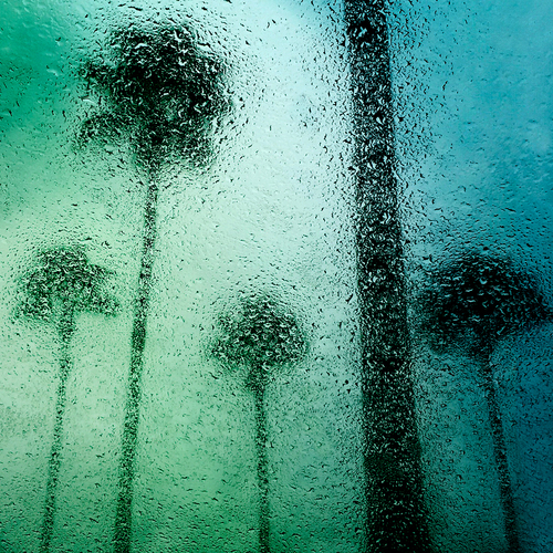 Palm Trees, Sarasota