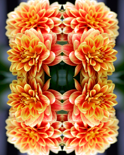 Fractal Flower:Dahlia