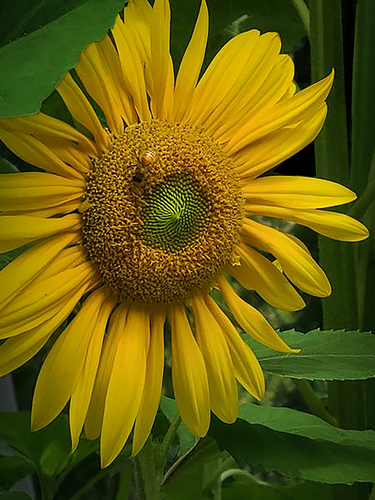 The Bee and the Sunflower