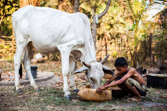 domestic animals in Cambodia Color Awards Winners and Nominees