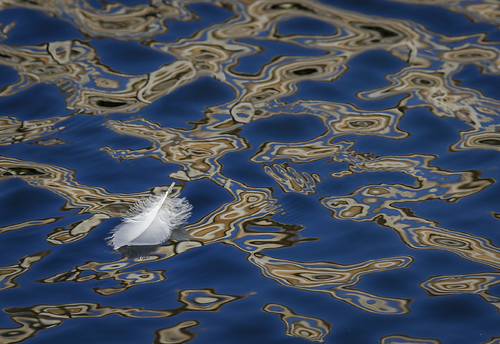 A Feather Afloat
