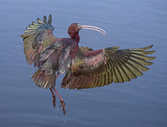 Dali Impersonation Color Awards Winners and Nominees