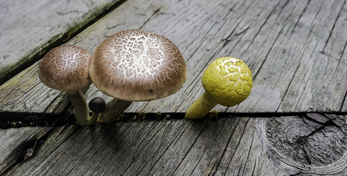 The Resiliency of Mushrooms