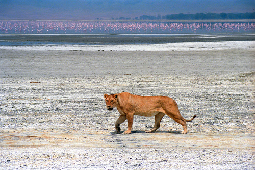 Prowling Lioness