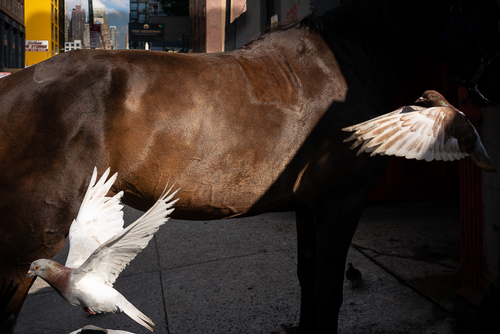 Horse and Pigeons