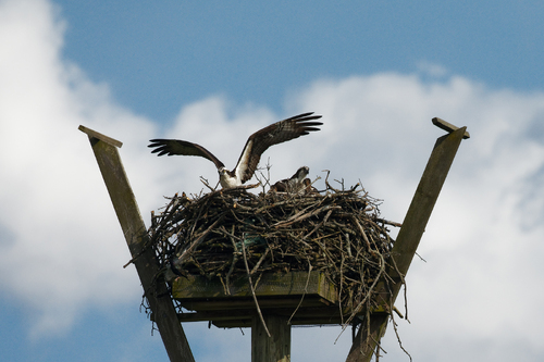 The Family Fish-Winner Leaves for Work The Family Fish-Winner Leaves for Work