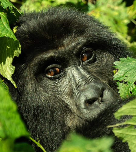Ugandan Mountain Gorilla