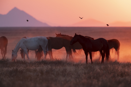 Wild Horse Family Onaqui Basin
