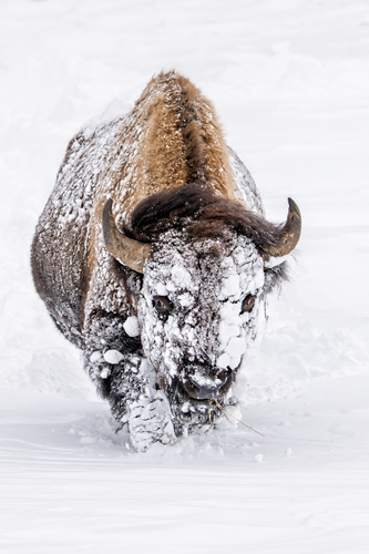 Frosty Bull Bison