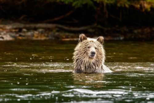 Blonde Grizzly Bear in the Water
