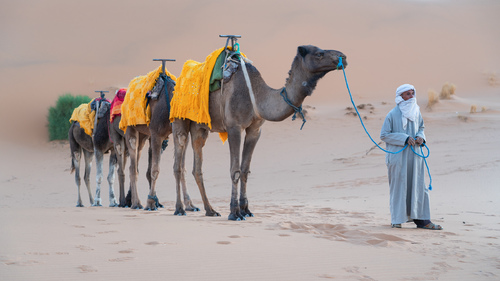 Camel row 