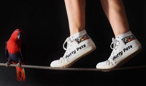 Why Walk When You Can Fly Why Walk When You Can Fly