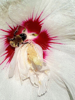 Bee My Love Color Awards Winners and Nominees